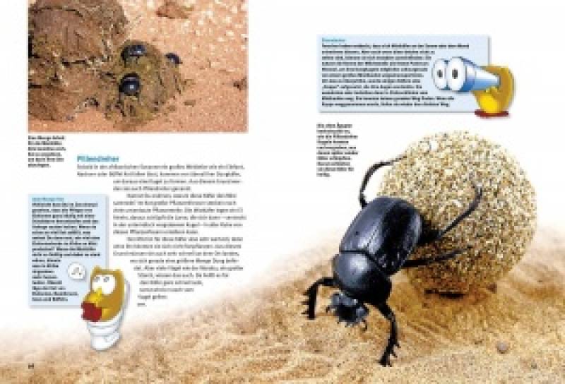 Entdecke die Käfer